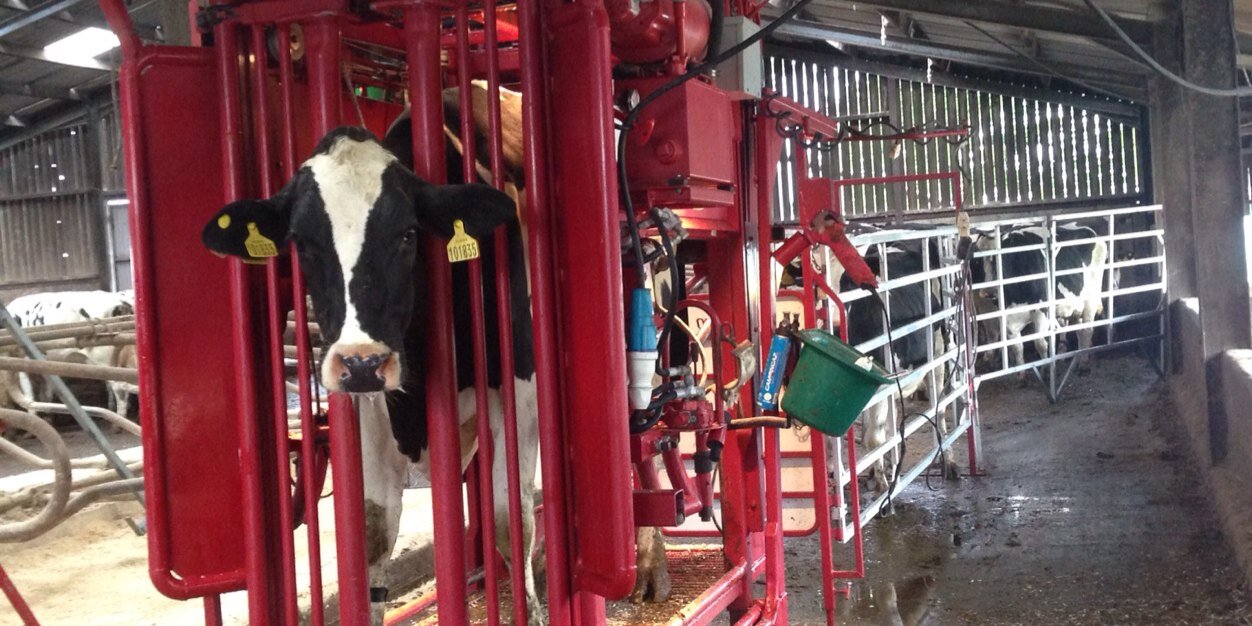 David Rowe. Cattleloco Hoof Care banner