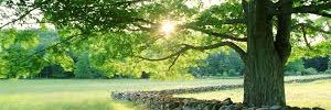 alba_met's profile banner image