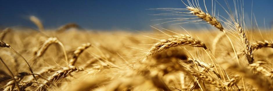 CropLife Pakistan banner