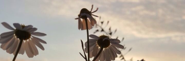 CanYlma4's profile banner image
