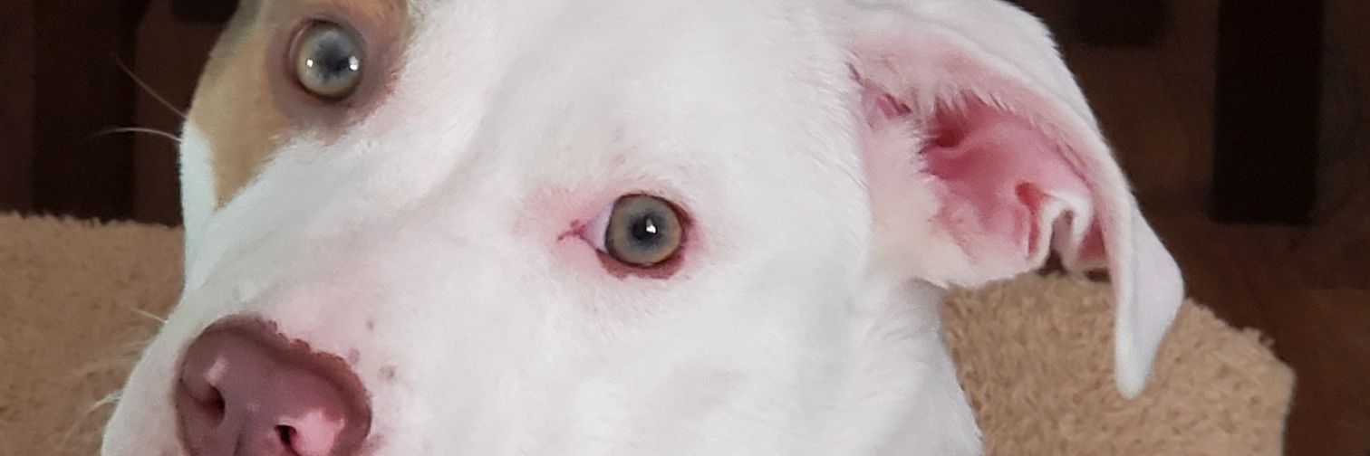 Broadie J. Thornton banner