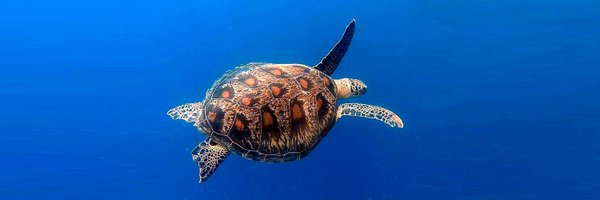 hoolioh Profile Banner