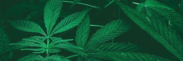 BucknorCole's profile banner image