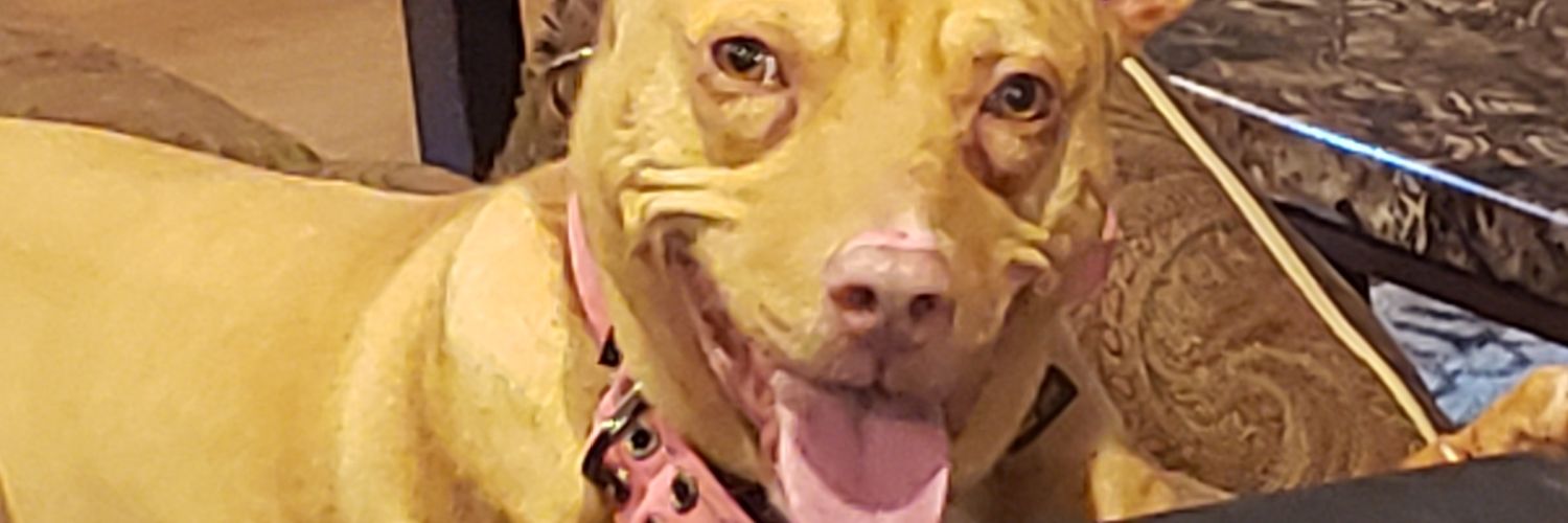 PIT/CHI/CHUG LIFE ❤🐶 banner