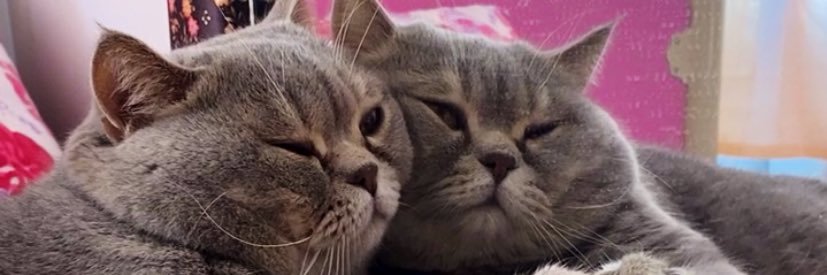 sdfkrtt's profile banner image