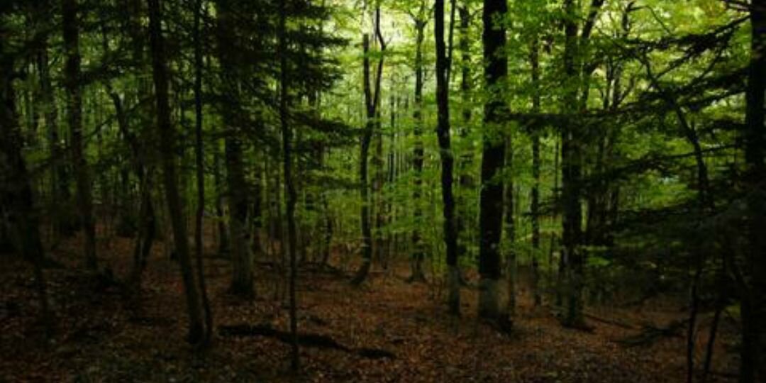 Celia Díaz Martínez banner