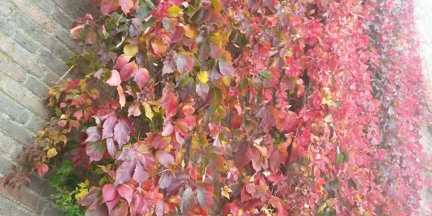 suzybabe75's profile banner image