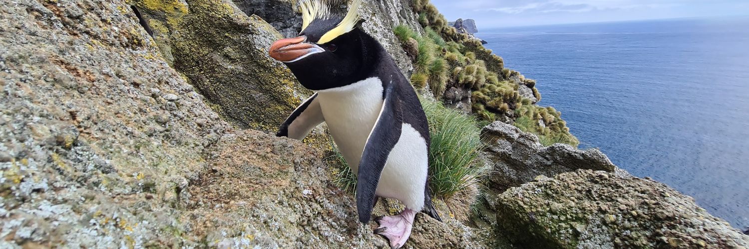 Tawaki Project banner