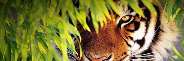 alensys's profile banner image