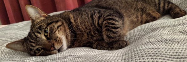 AmberWoodfull Profile Banner