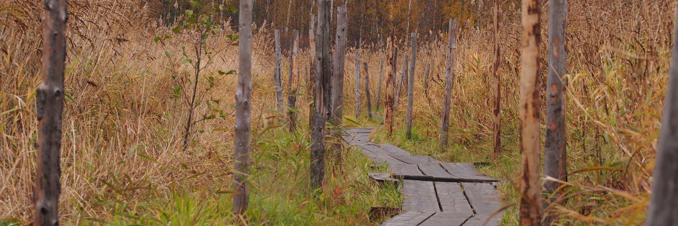Saijariina Toivikko banner