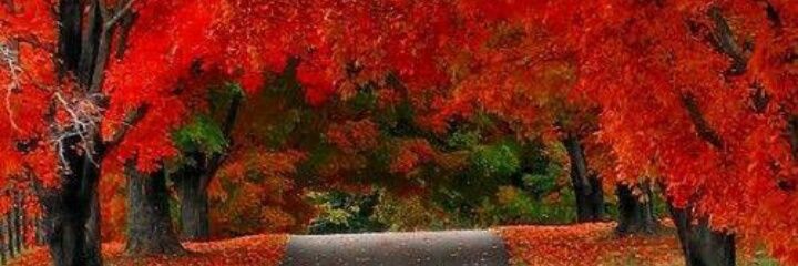 Muleboykif's profile banner image
