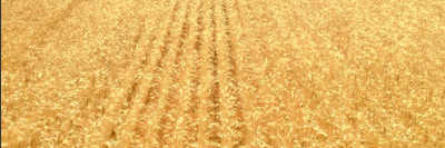 liffeswheat's profile banner image