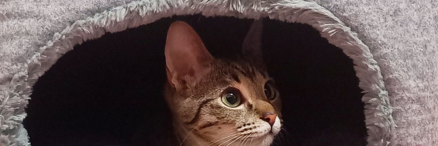 Mermelada de Medusa 💜 banner