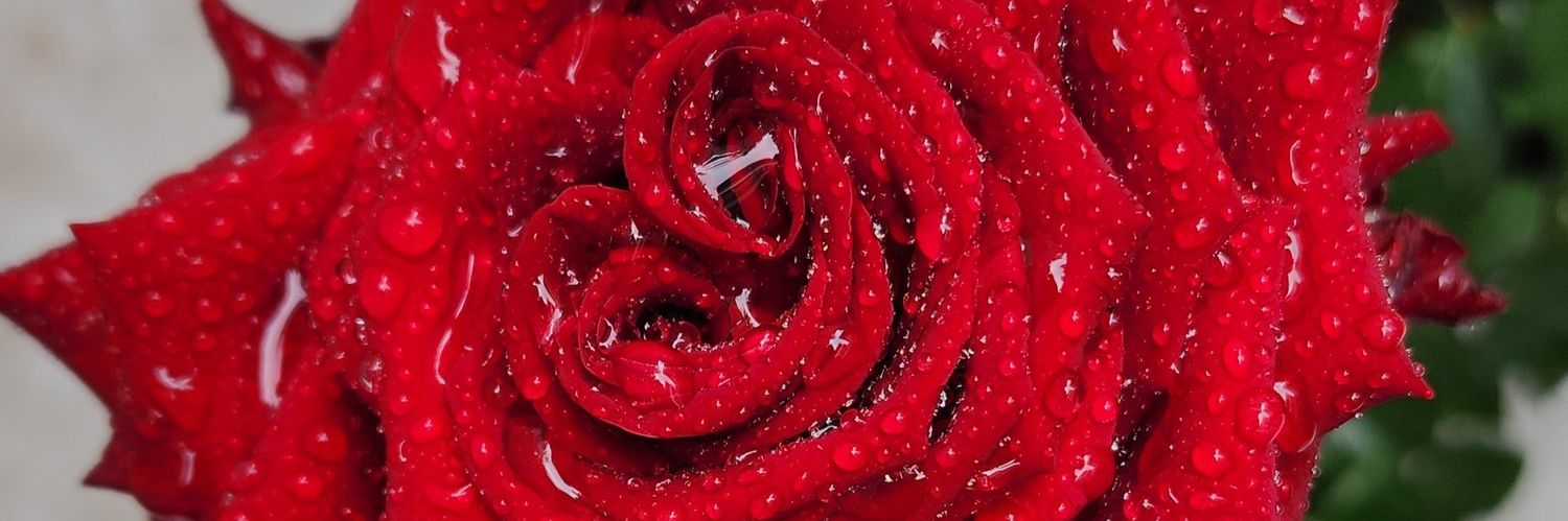 kontesbathory's profile banner image