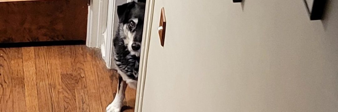 Michael Frost banner