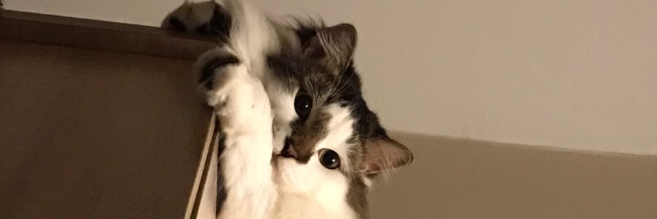 bebotblast's profile banner image