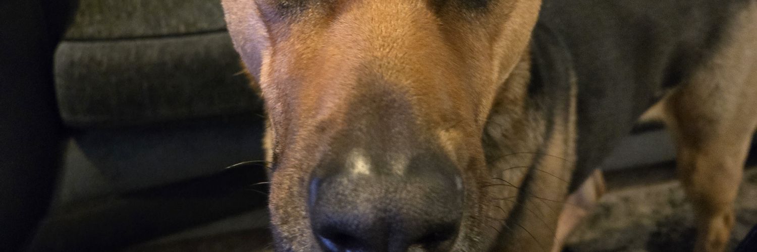 pedrobrechany's profile banner image