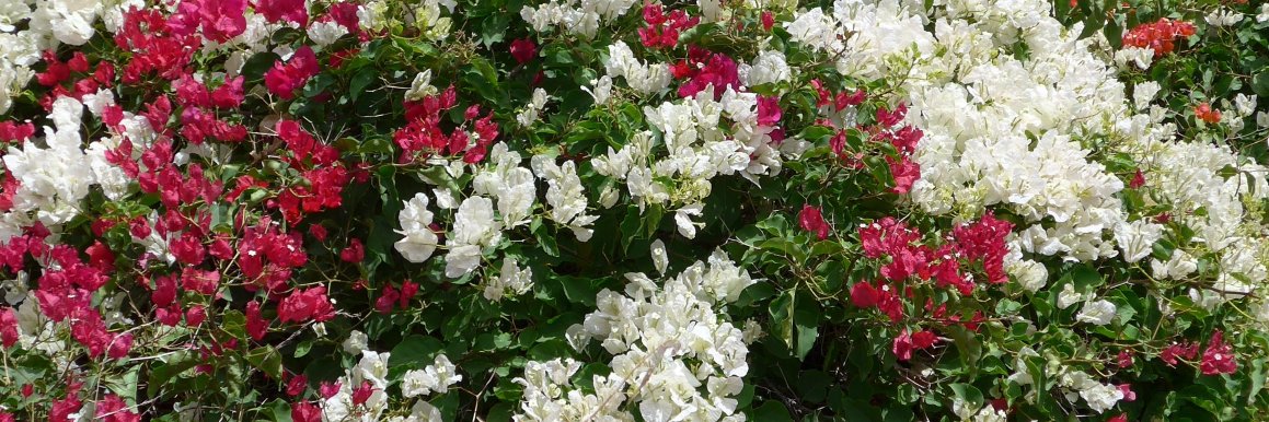 Johan W. 't Hart Chess Player, Bible Teacher banner