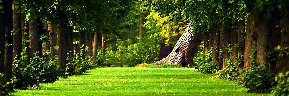 lacarnevale's profile banner image