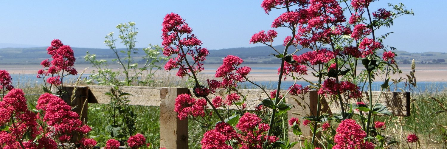 Beatrice @dasbechen.bsky.social banner