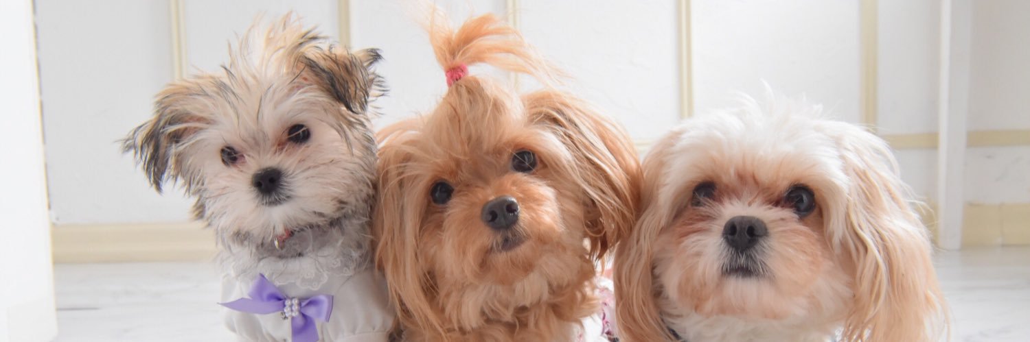 いちごしょら✡️🦄 banner