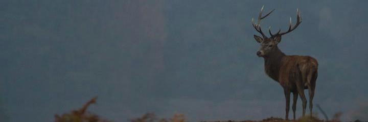 ♎ Adam Fuller ♫ banner