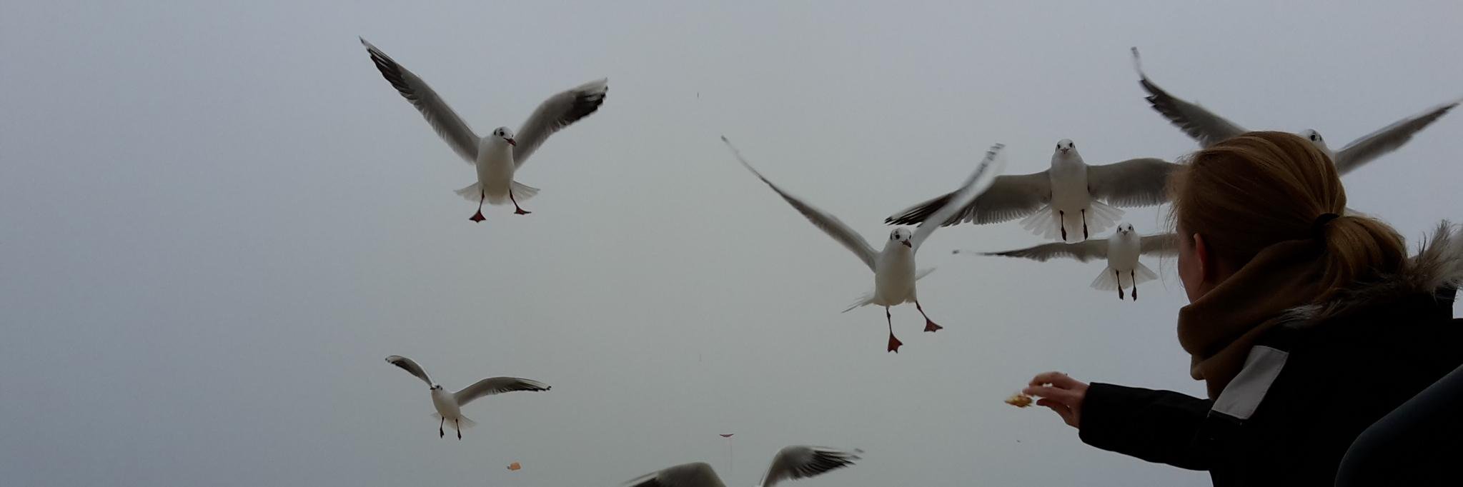 Borbala Foris banner