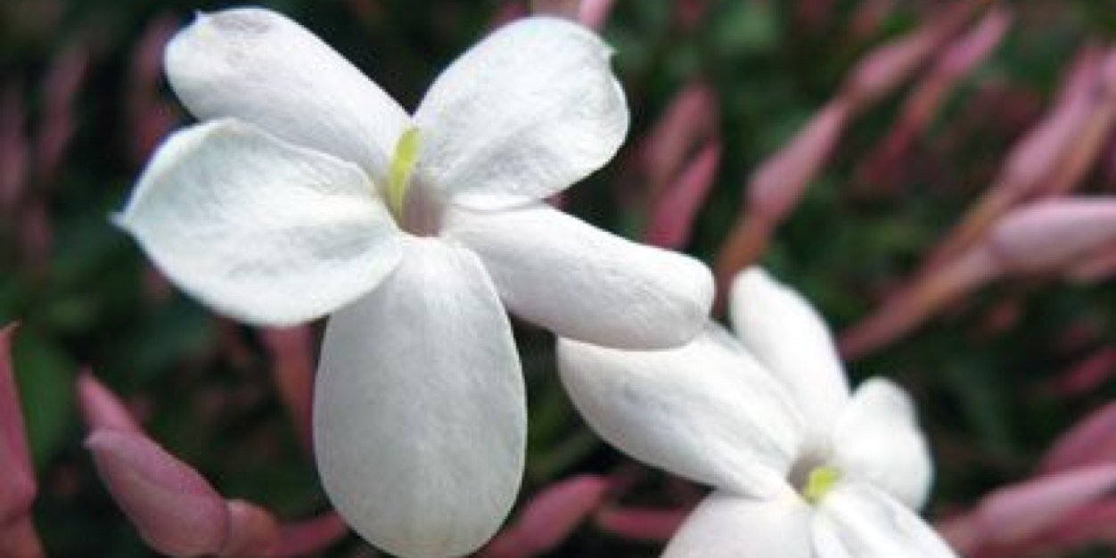 razan3156's profile banner image