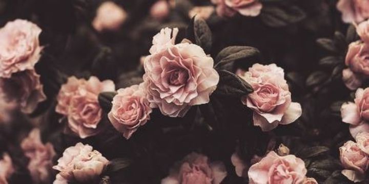 Deelphine_JB's profile banner image