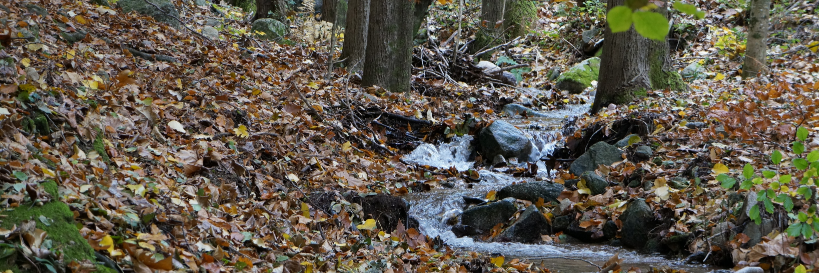 Albertrcasellas banner