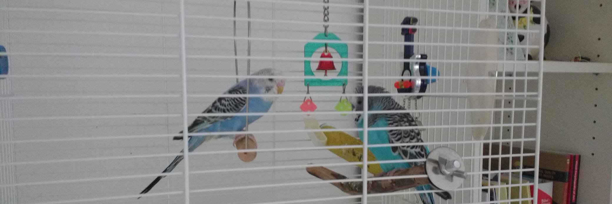 Joanneke de Vrijer banner