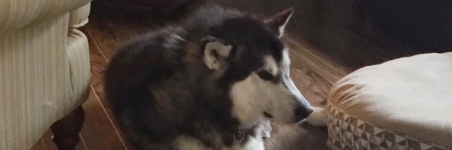 Labrador_Husky's profile banner image