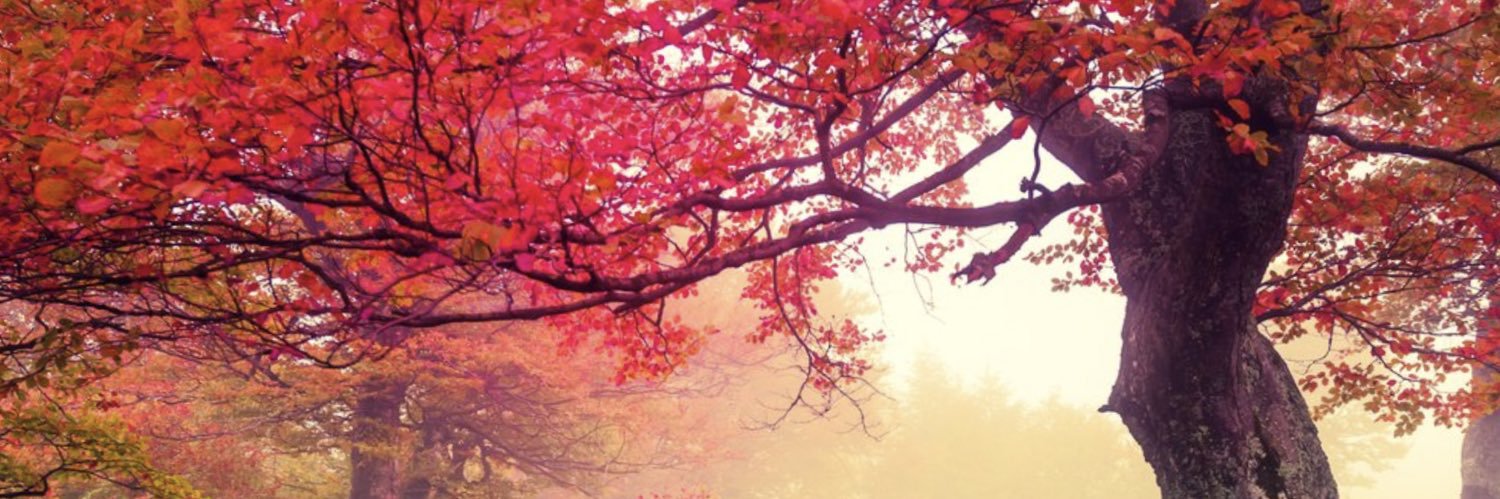 Michael MacLeod banner