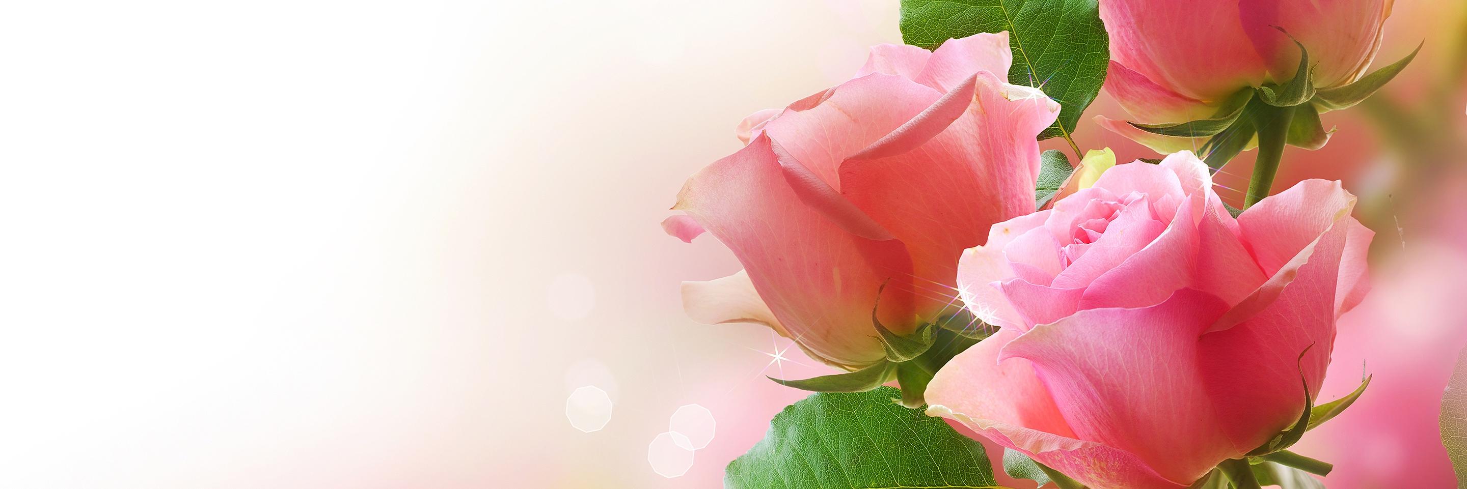 Karen Carroll banner