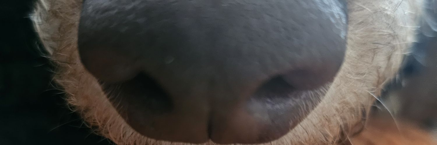 Alan McDonald banner