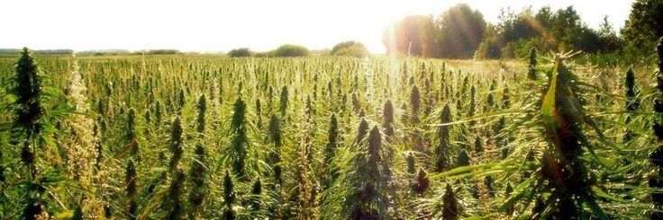 Daniel____420's profile banner image