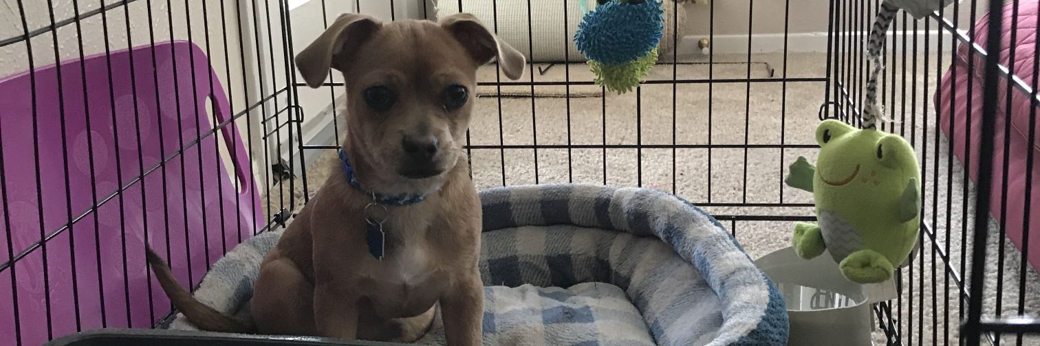 buddyroyalepets's profile banner image