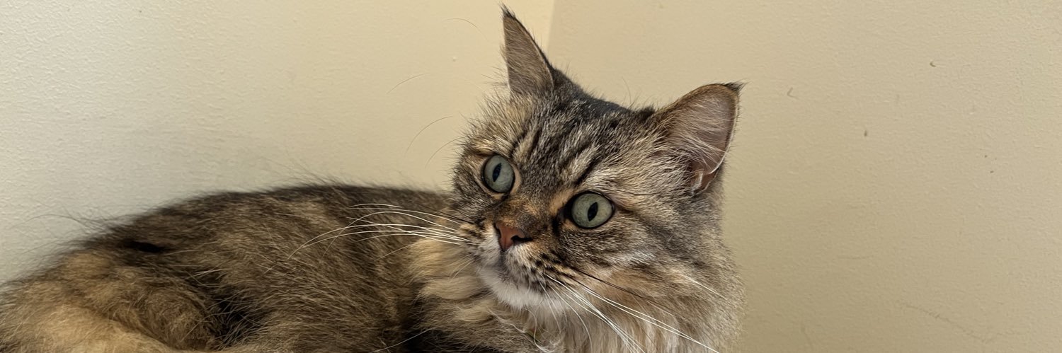 0russianblue's profile banner image