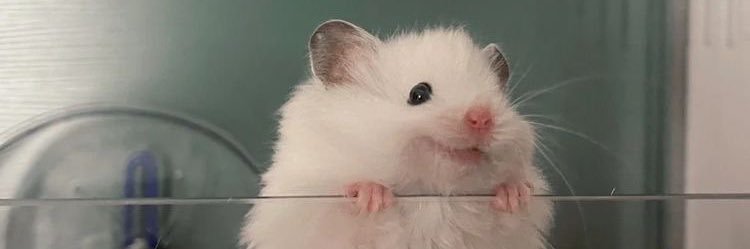 sgbu__'s profile banner image