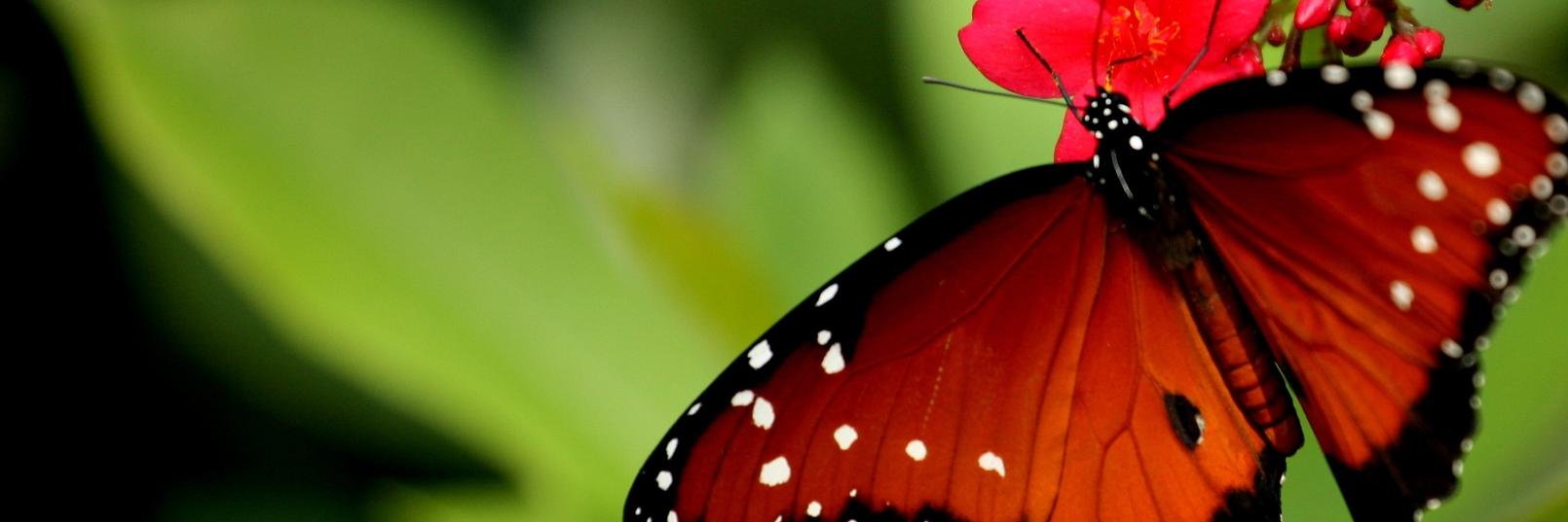 Abdulnabi Salman banner