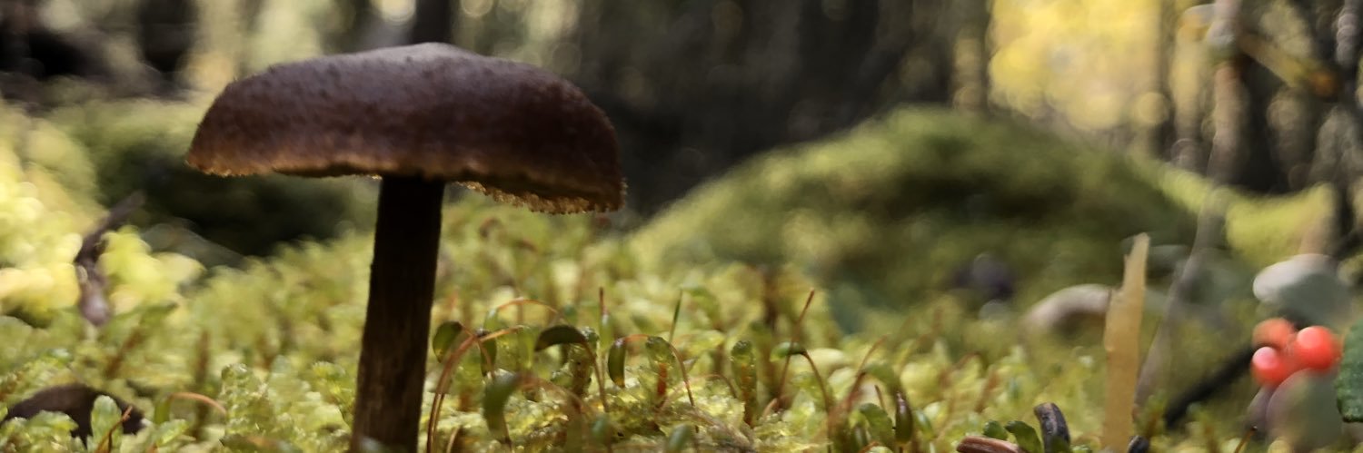 MelyFinn's profile banner image