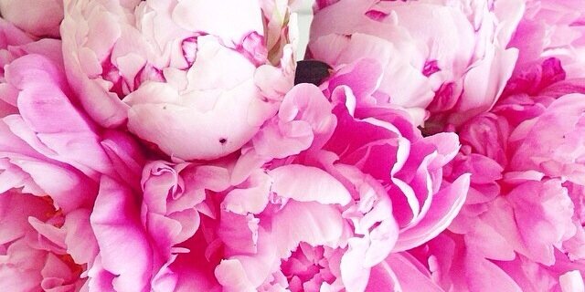 Carolinebach1's profile banner image