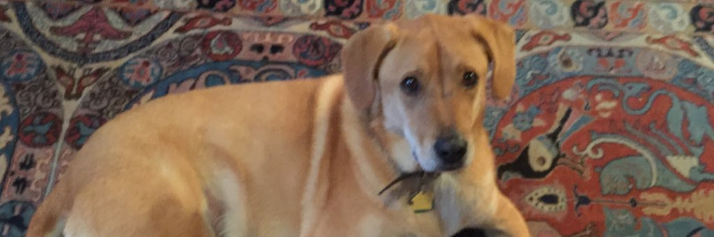 Dr Carl Metzger banner