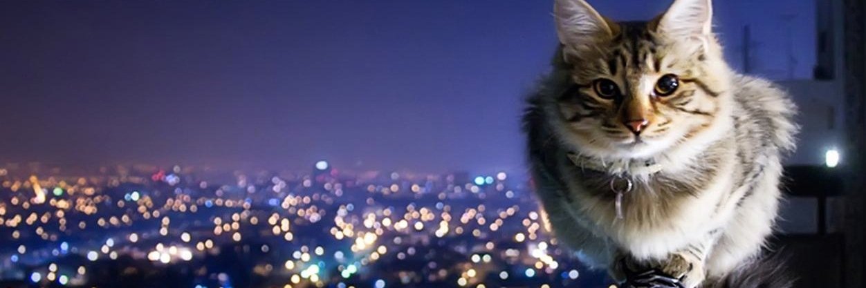 arwhite1995's profile banner image