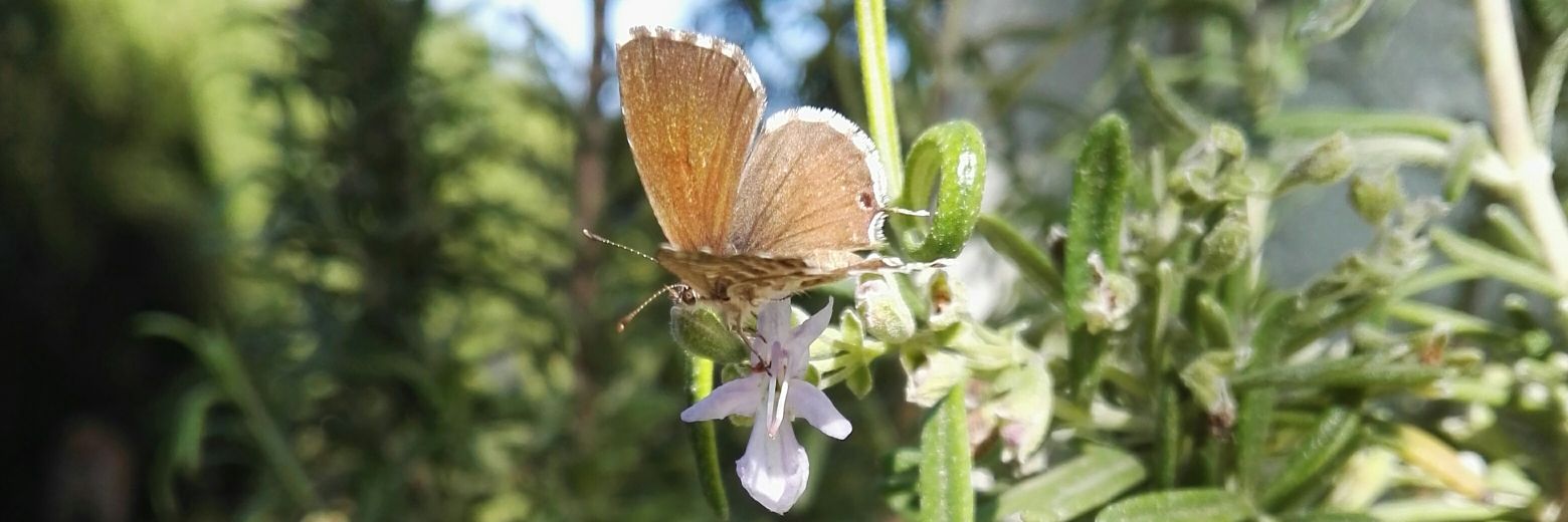 Luis Santamaria banner