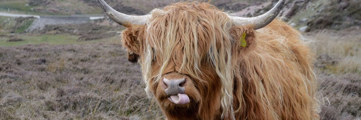 realgonekev's profile banner image