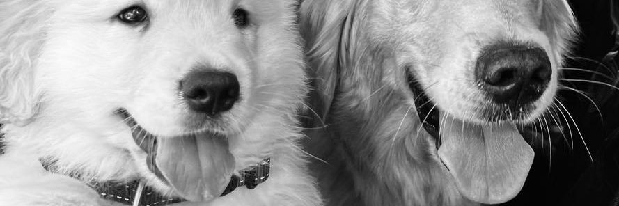reinethouse's profile banner image
