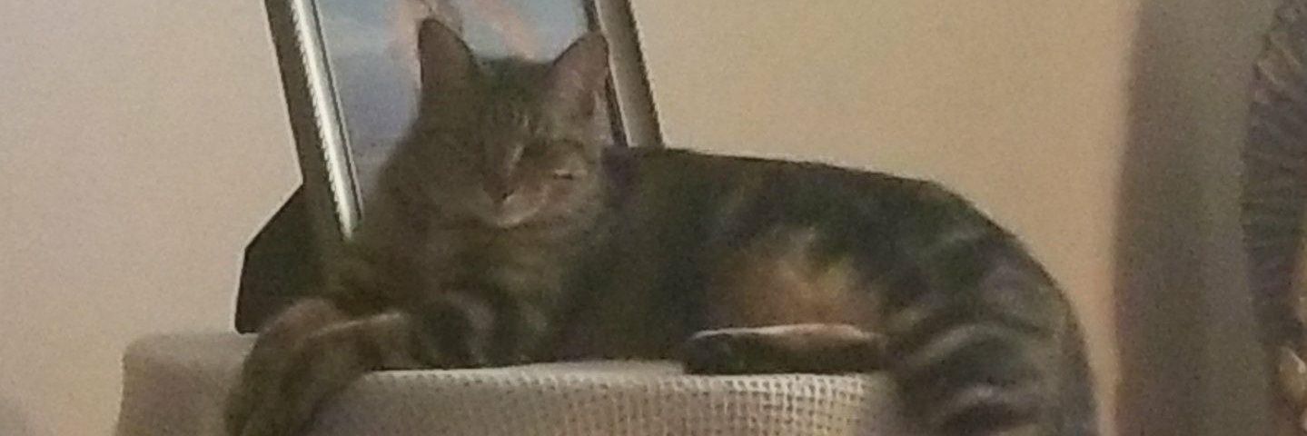 LackadaisyJacki's profile banner image