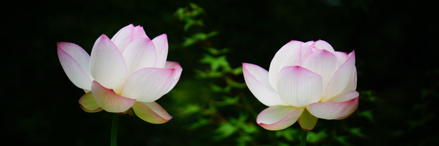 わじょーすきー banner